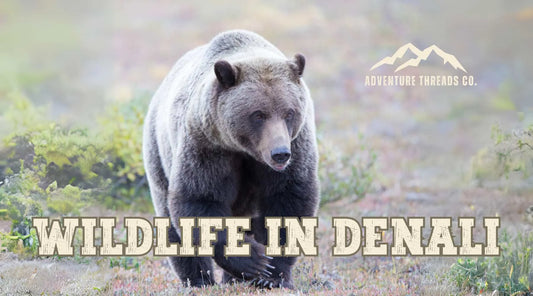 Wildlife in Denali: What Animals Can You Spot in the Park?